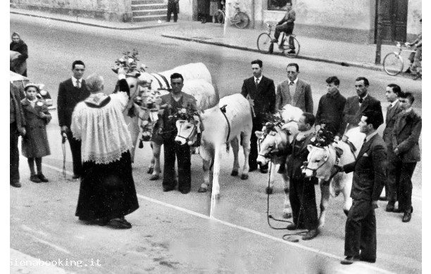 1946?, 17 Gennaio - Benedizione dei vitelli di chianina