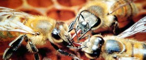 Tra scienza e arte, l'affascinante mondo degli insetti