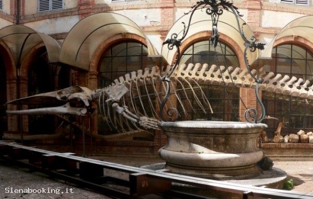 Museo di storia naturale dell'Accademia dei Fisiocritici